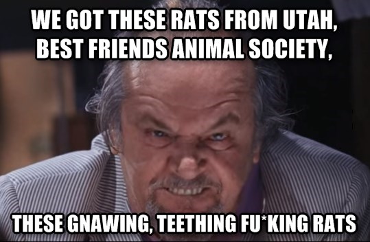 fucking rats from utah best friends animals society